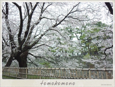 名古屋城　お堀の桜
