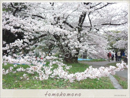 能楽堂の桜
