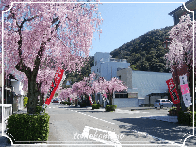 吉照庵の近くの桜並木