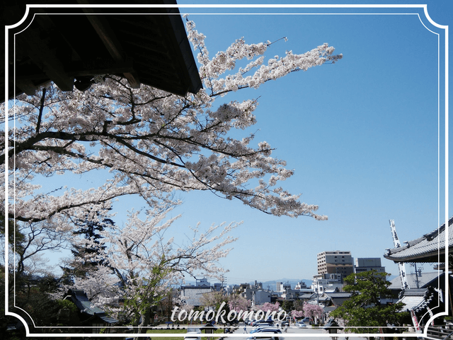 伊奈波神社と桜