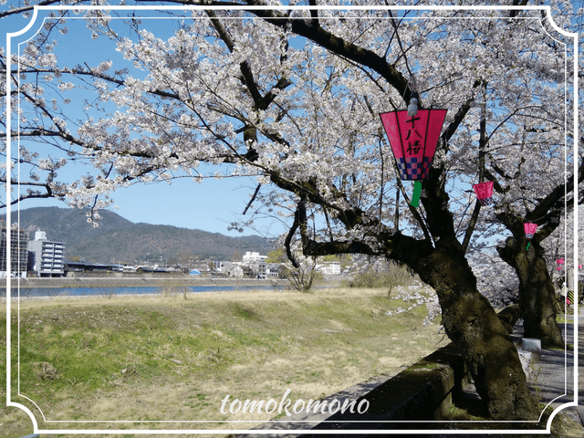 長良川沿いの桜