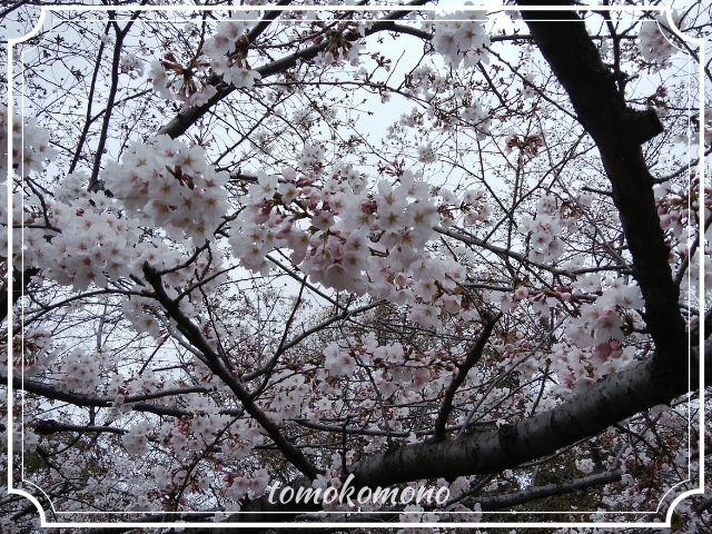 鶴舞公園　桜の開花状況