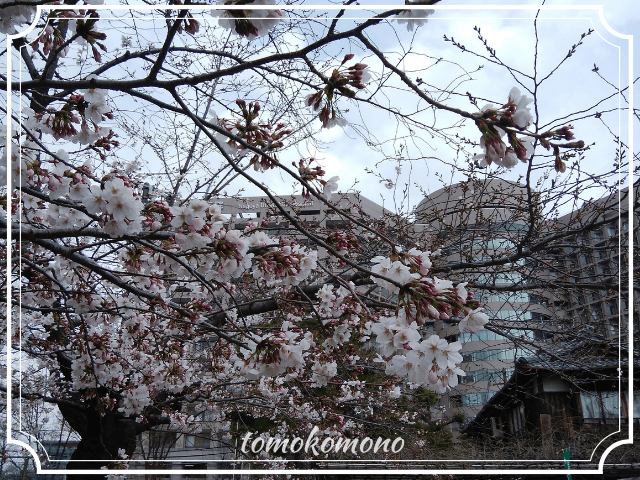 鶴舞公園　桜の開花状況