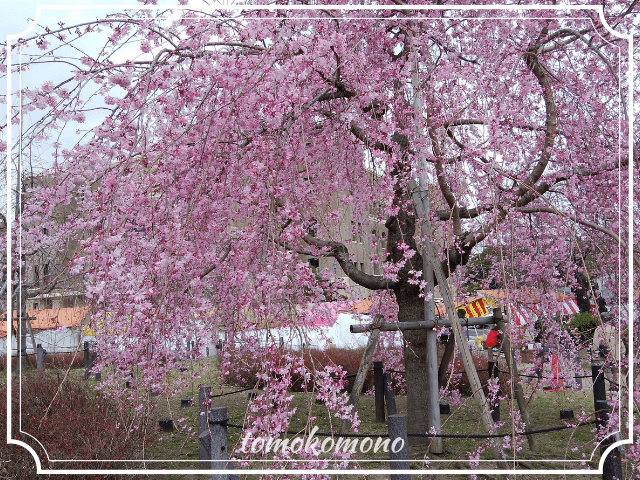 鶴舞公園　桜の開花状況