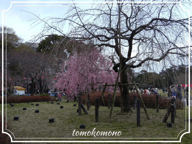 鶴舞公園　桜の開花状況