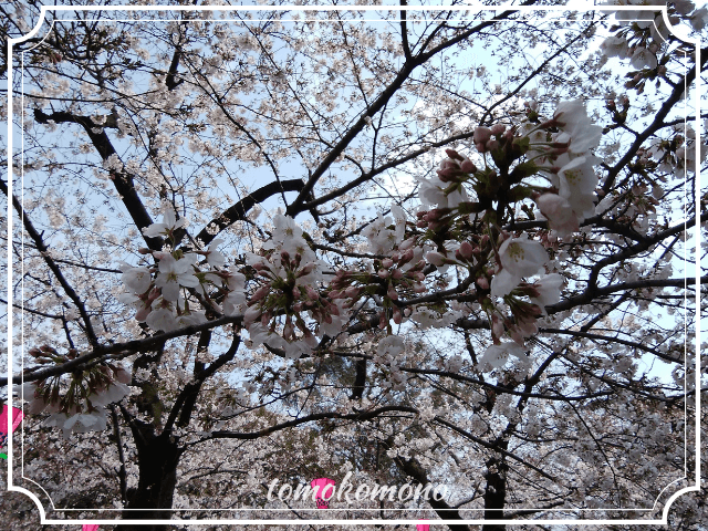 鶴舞公園　桜の開花状況